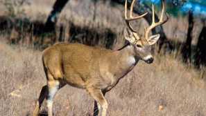 Virginian white deer